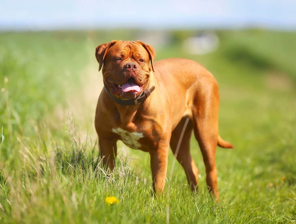 Dogue de Bordeaux on the grass