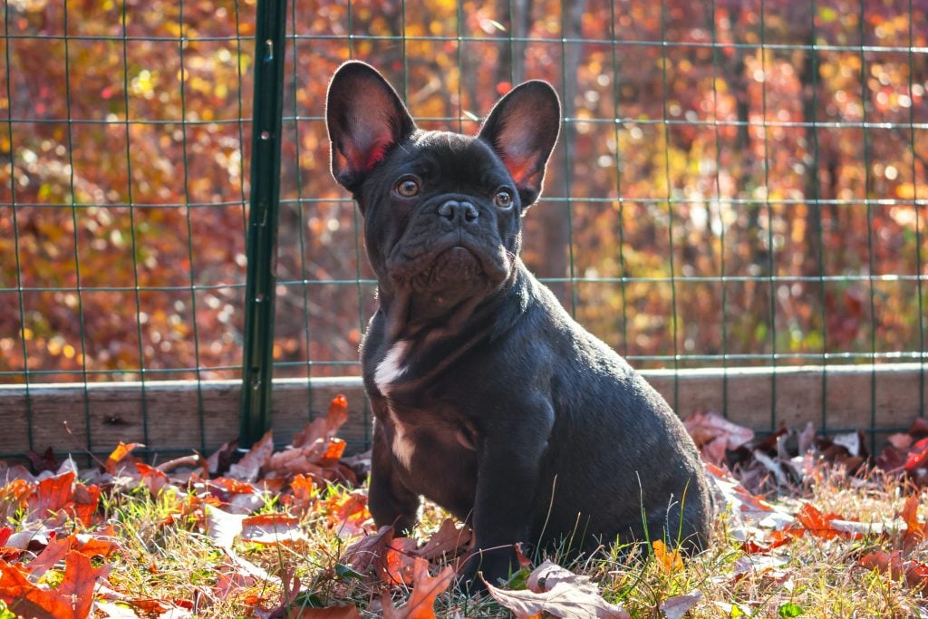 French bulldog in front of dog-proof garden fencing