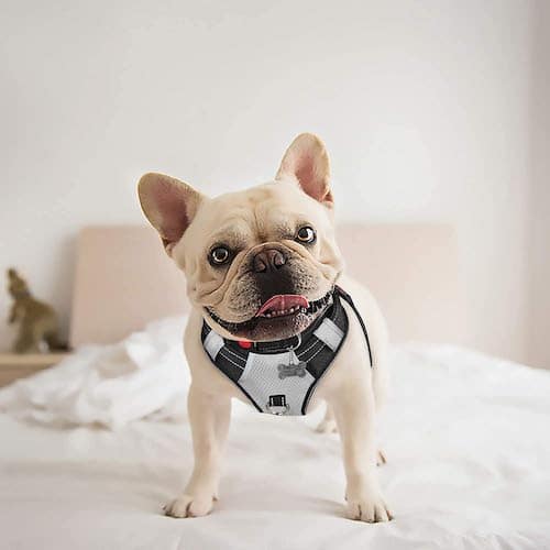 French Bulldog in Babyltrl Dog Harness