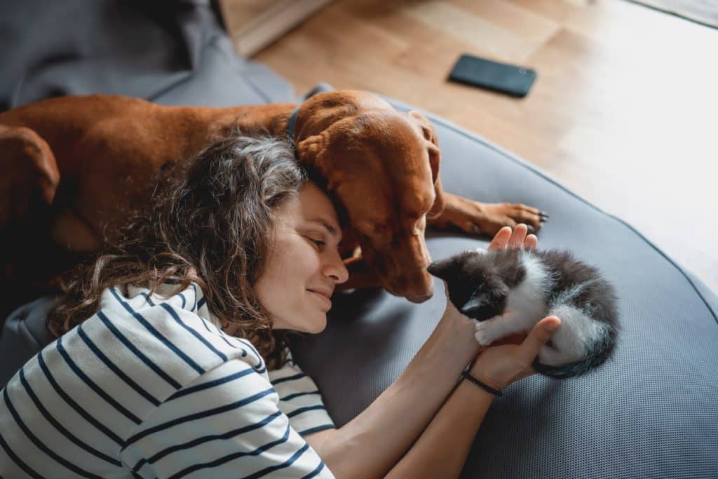 A dog and kitten being friendly with each other