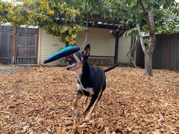 dog catches frisbee in mid-air