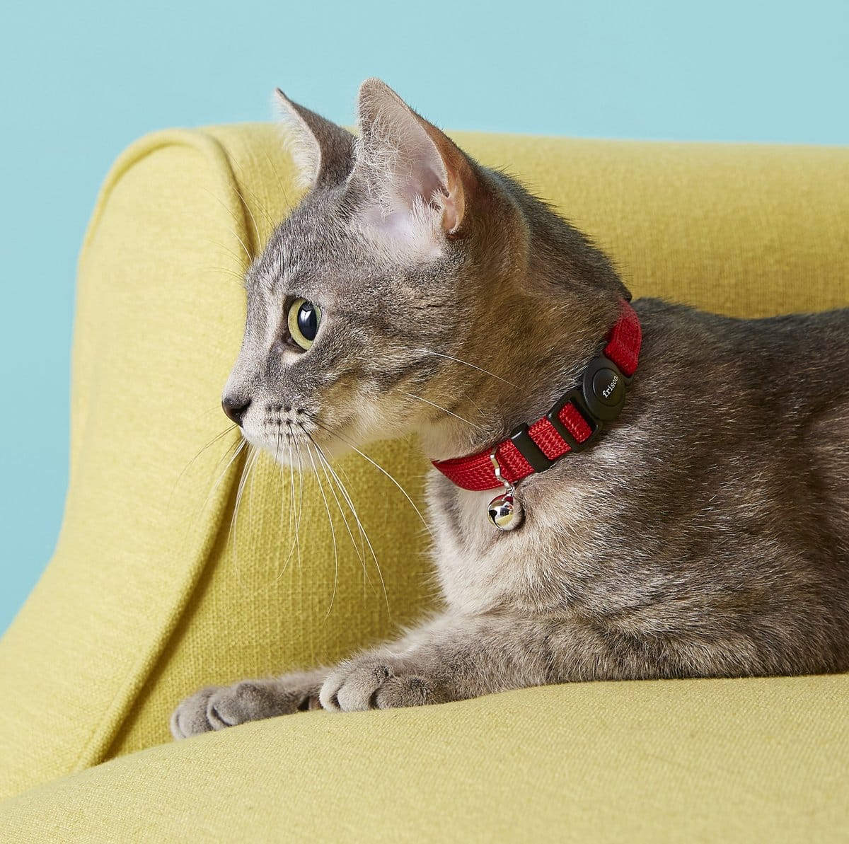 tabby cat wearing red collar with bell