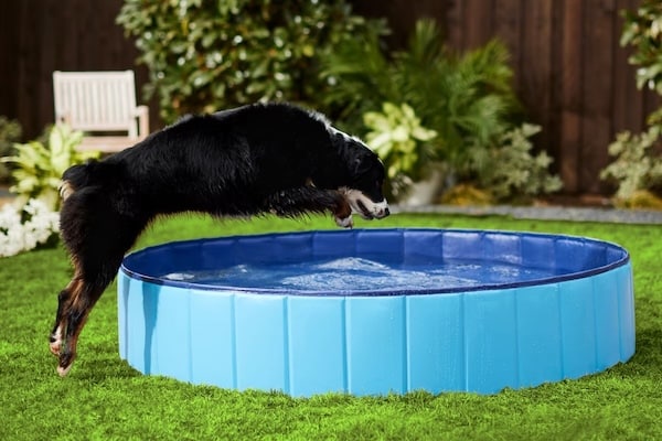 Dog jumping into inflatable swimming pool