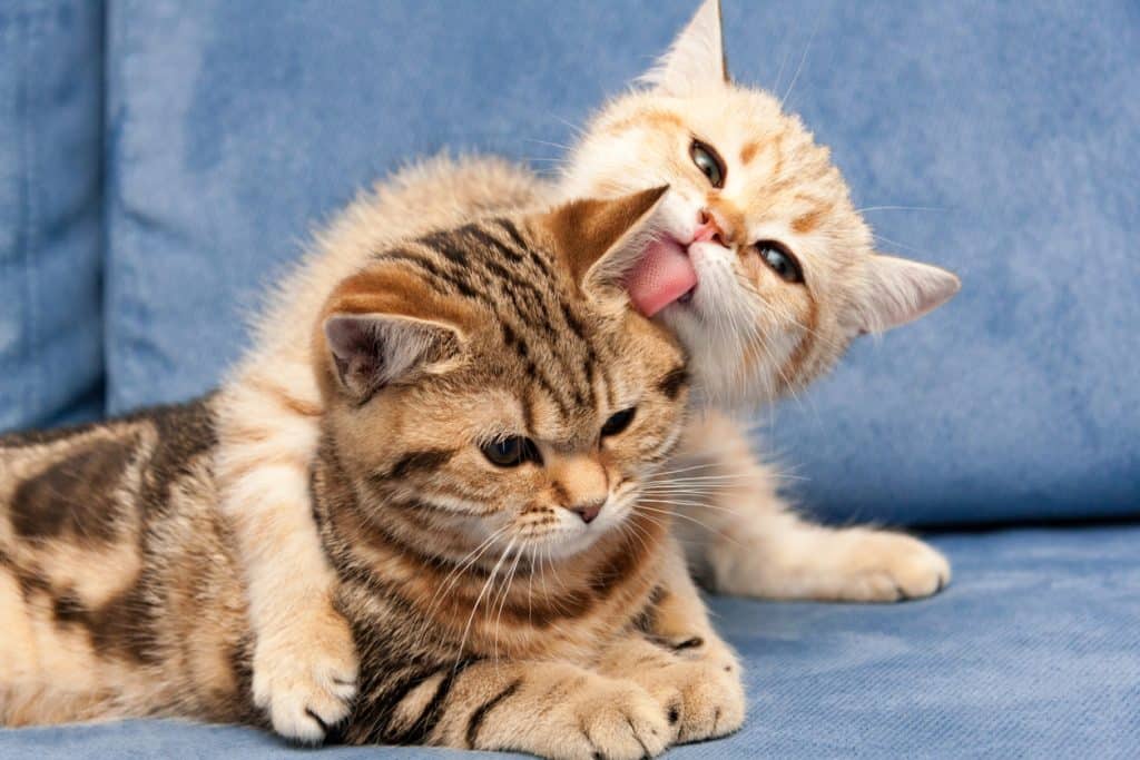 Gatito golden british abraza con amor a su novia gata