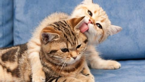 Golden British kitten hugs with love his girlfriend cat