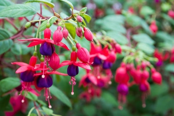 Fuschia plant