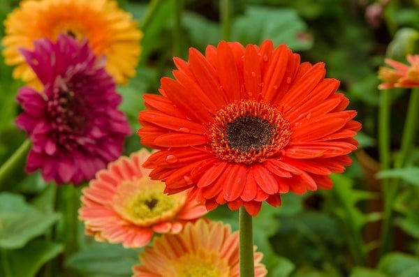 Gerbera daisies in garden