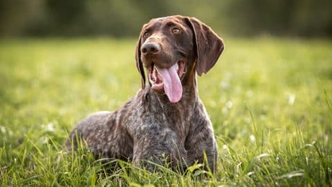 German smooth-haired pointer rests in the green grass