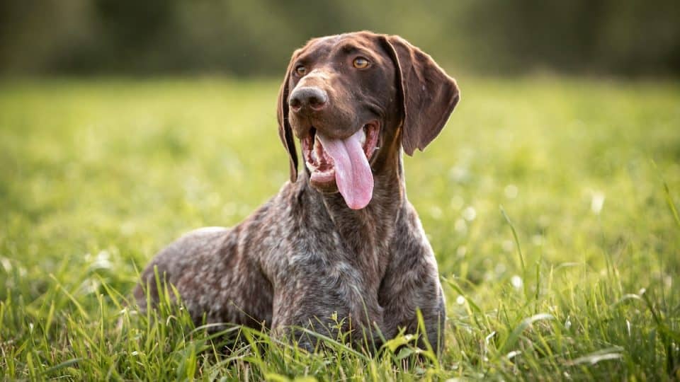 German smooth-haired pointer rests in the green grass
