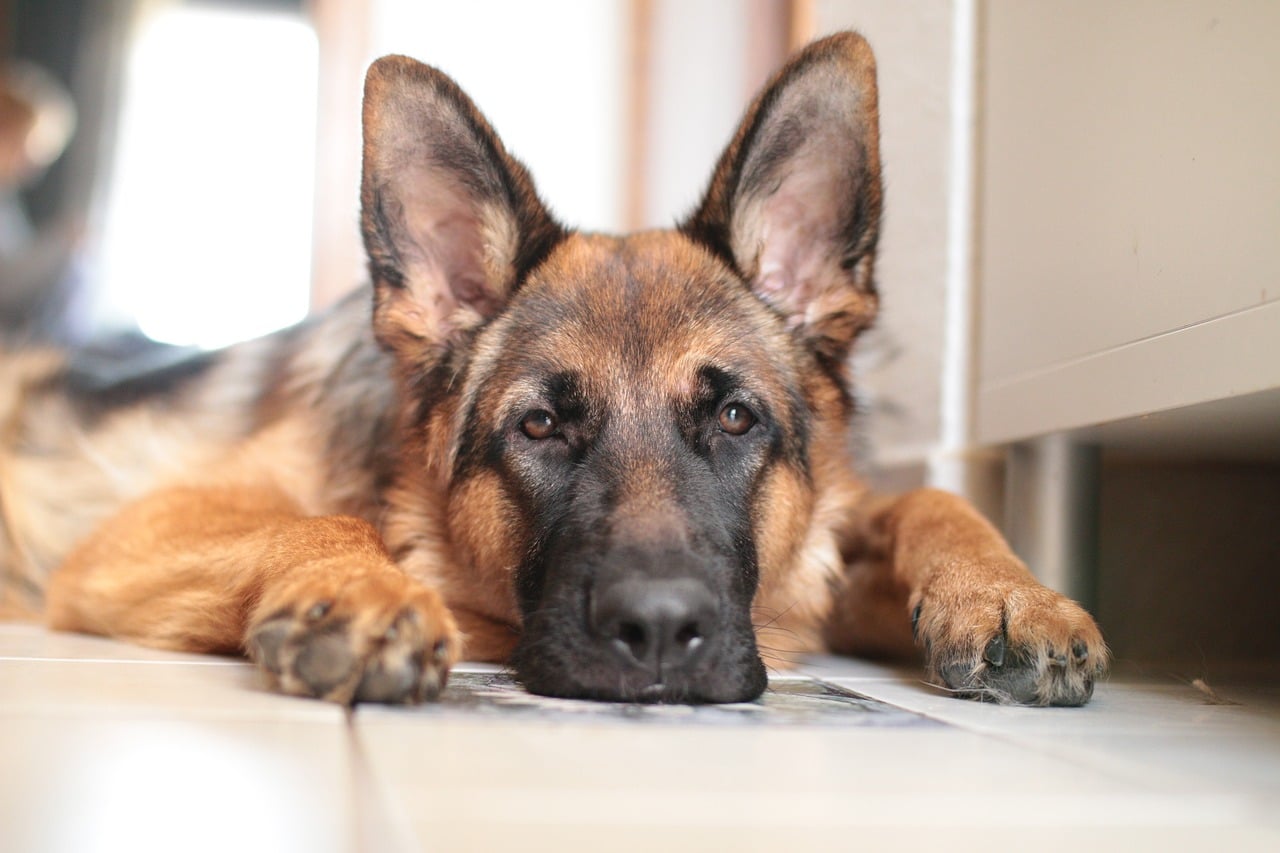Pixabay German Shepherd