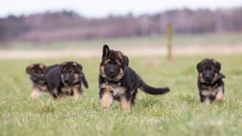 Three purebred young German Shepherd dog puppies having fun outdoors on a grass field on a sunny spring day