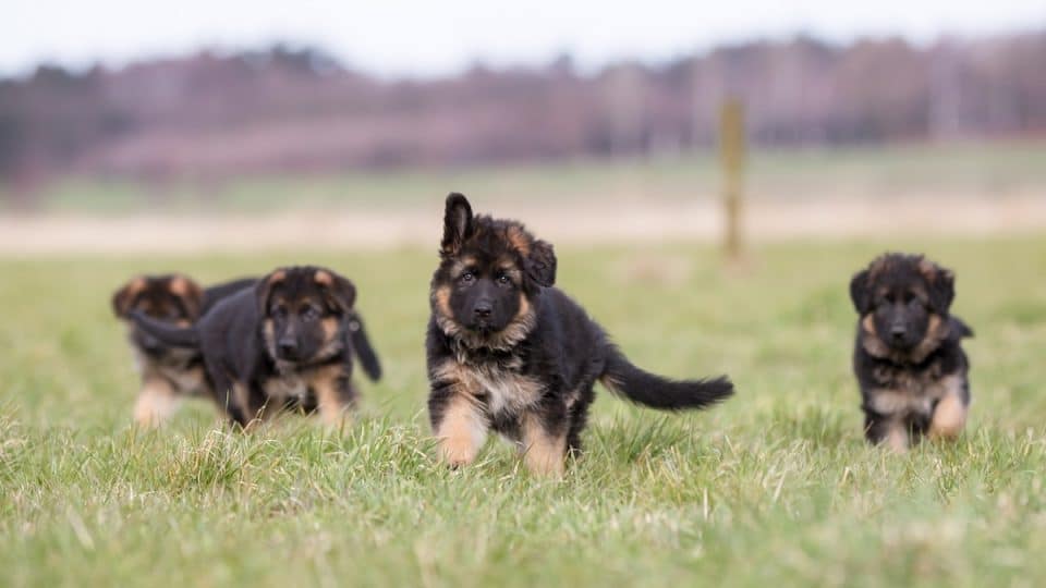 German Shepherd Puppy Tips: Essential Guide for Happy, Healthy Pets