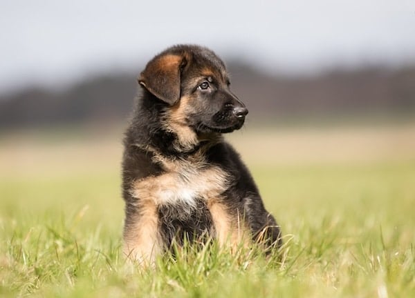 Closeup of purebred young German Shepherd dog puppy outdoors on a grass field on a sunny spring day.