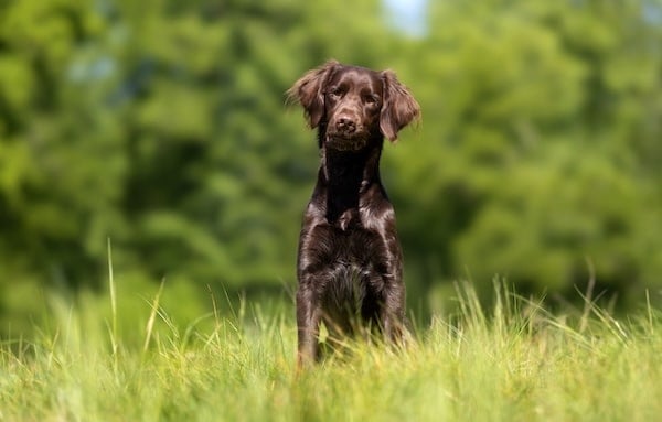 German Spaniel with glossy brown fur sitting in field