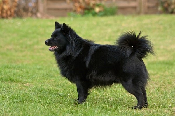 German Spitz dog standing in grassy yard