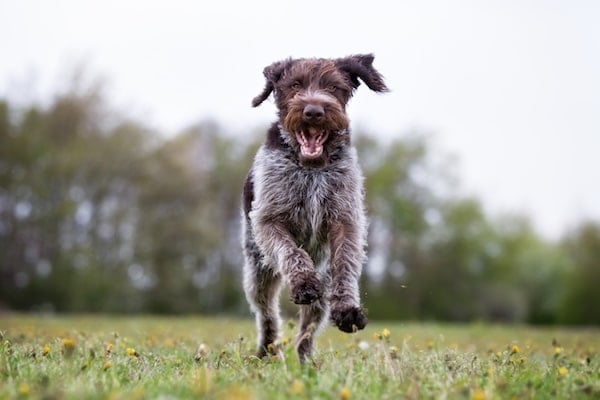 A purebred german wirehaired pointer dog running without leash outdoors in the nature on a sunny day.
