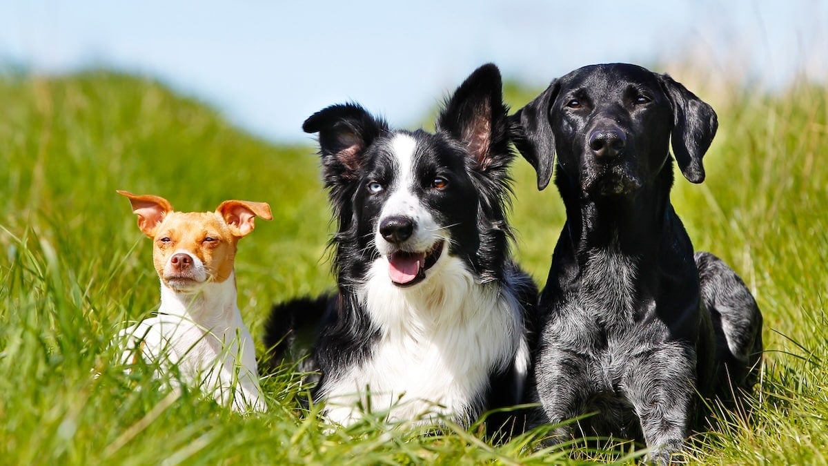 Should I Get A Second Dog? Here