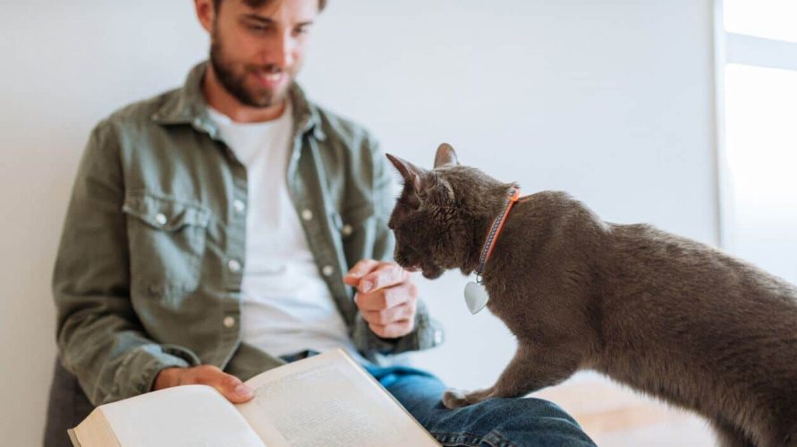 3 Steps To Get Your Cat To Come To You A Guide to Cat Recall