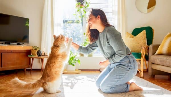 Training cat with treats