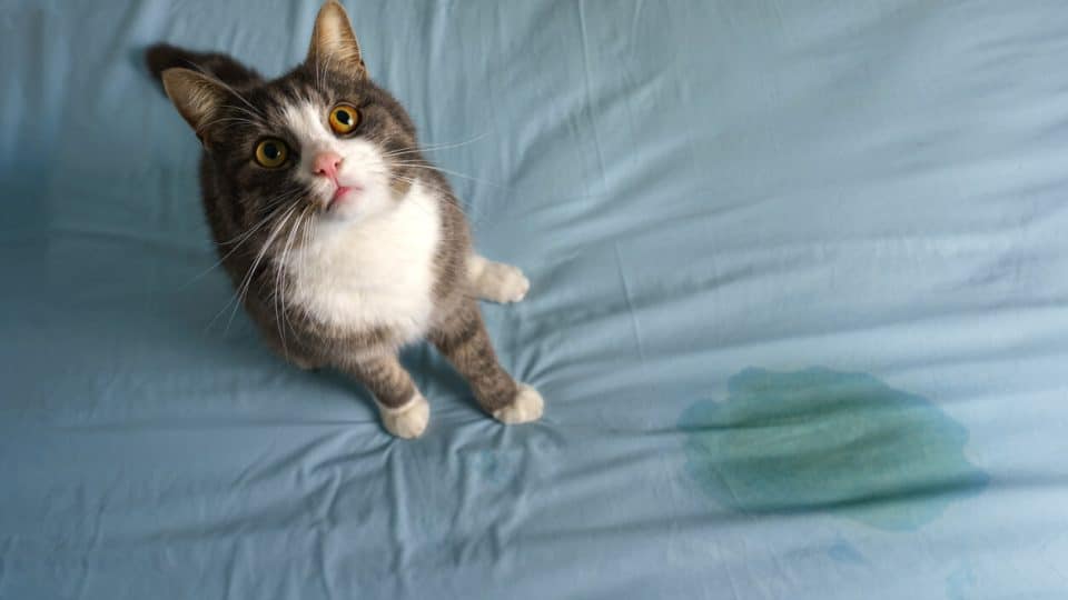 Cat looking at owner after peeing on bed