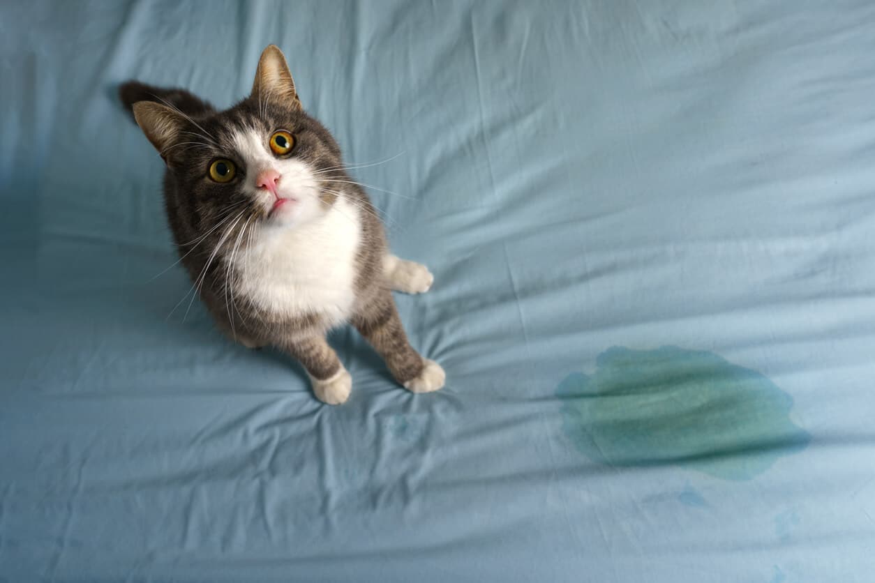 How to Remove Cat Urine Smells Stains From Your Home