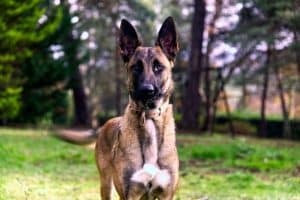Belgian Malinois standing outside playing