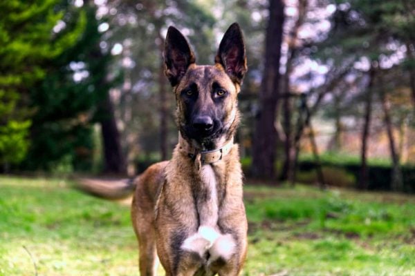 Belgian Malinois standing outside playing