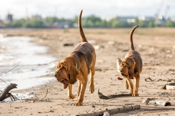 Two Bloodhounds tracking on muddy shore
