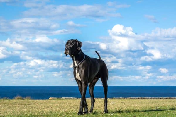 Great Dane standing outside under blue sky