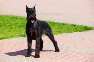 Giant Schnauzer standing on the pavement