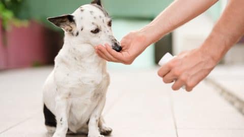 Giving dog a pet-safe pain medication