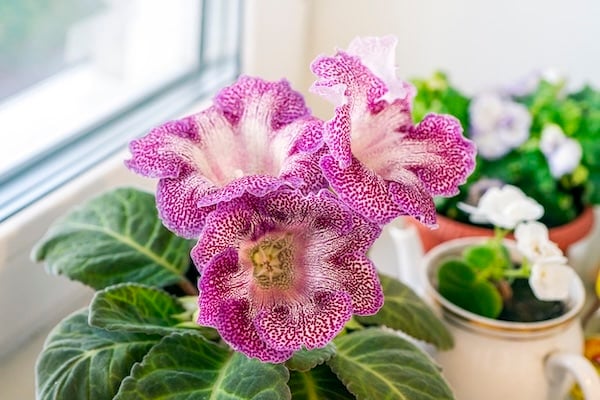 Gloxinia plant on windowsill