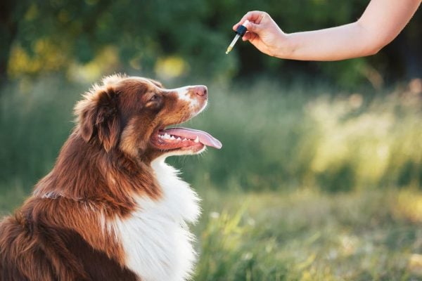 Person uses dropper to give dog medicine outside