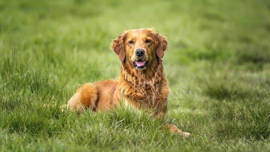 Golden Retriever laying down in a field looking happily at the camera