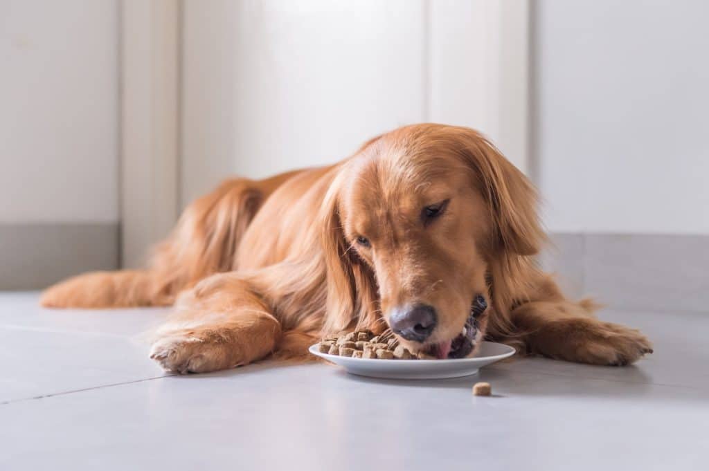 Happy golden retriever eating dog food