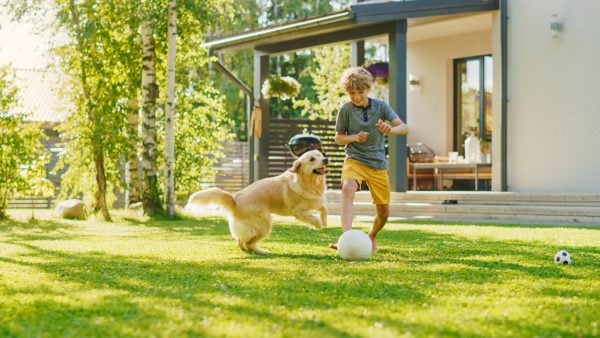 Golden Retriever plays with boy