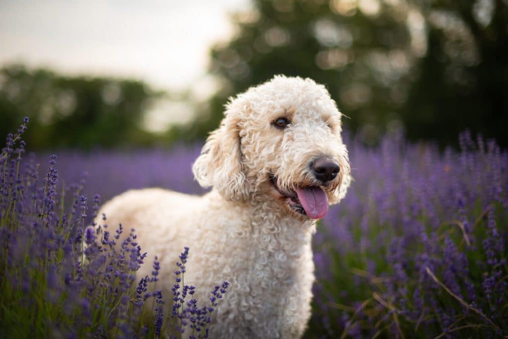 Goldendoodle with tongue out standing in field of lavender