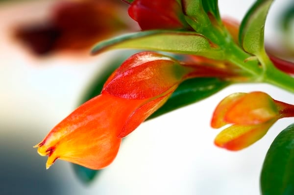 Goldfish plant
