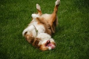 Australian Shepherd lying on back in park
