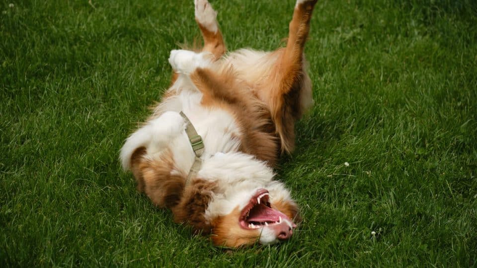 Australian Shepherd lying on back in park