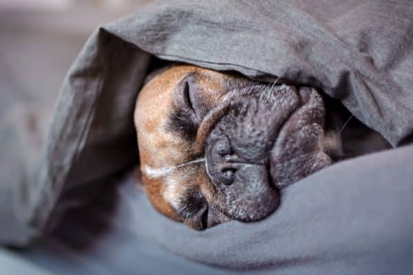 French Bulldog sleeping under couch cushion