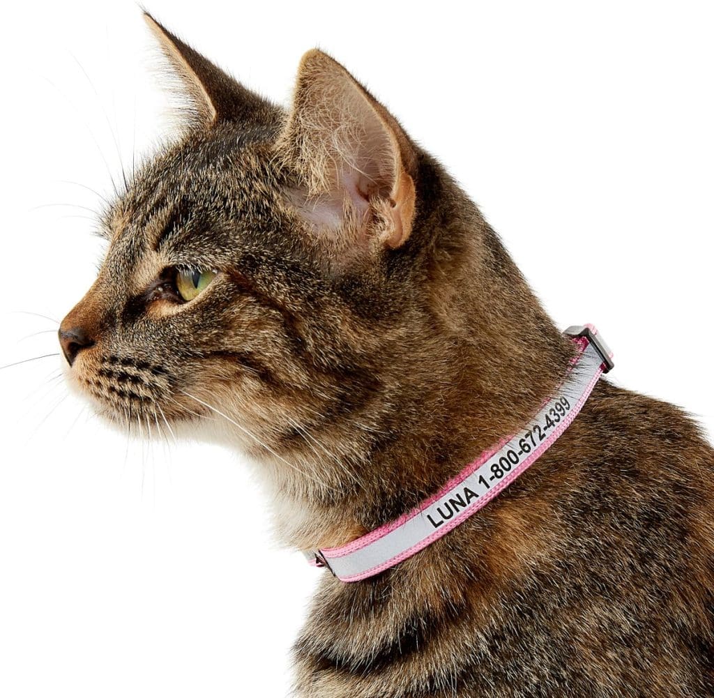 The 9 Best Kitten Collars for New Cats