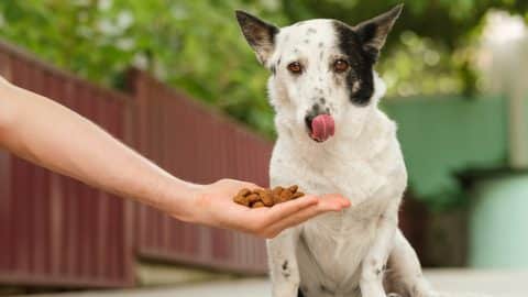 Cute black and white dog sitting, licking her nose, handful of treats in man's hand front of her.