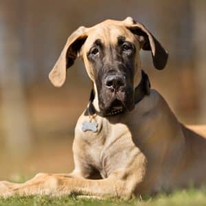 Great dane sitting outside