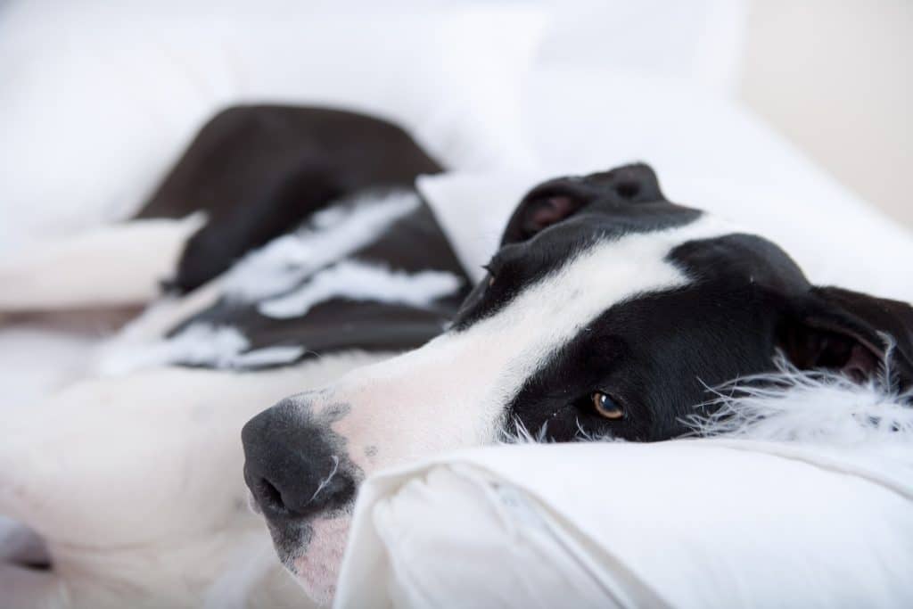 A Great Dane with wobblers syndrome laying down