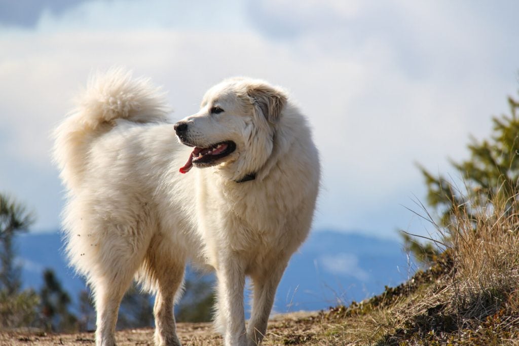 Photo of Great Pyrenees dog standing on hill