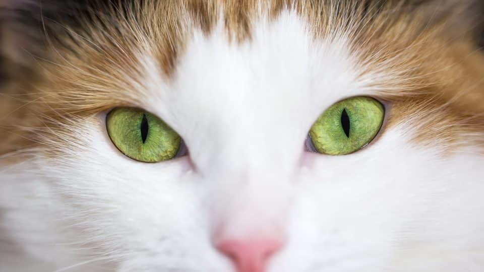 close up of a green cat eye