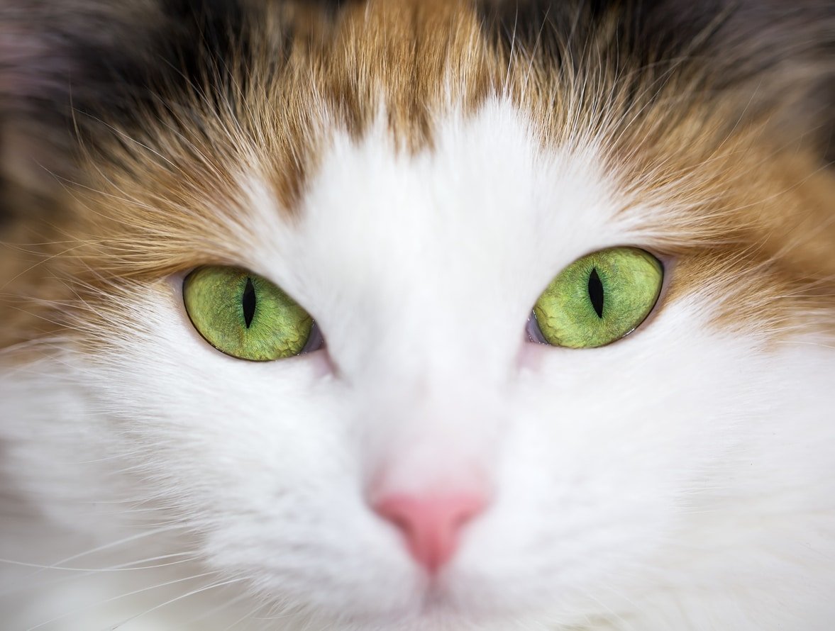 Why Do Cats Eyes Glow In The Dark On Camera 