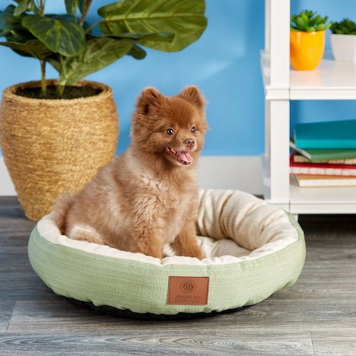 Puppy sitting in green circle bed.