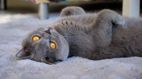 A beautiful British shorthair blue cat lies on its back and looks at the camera